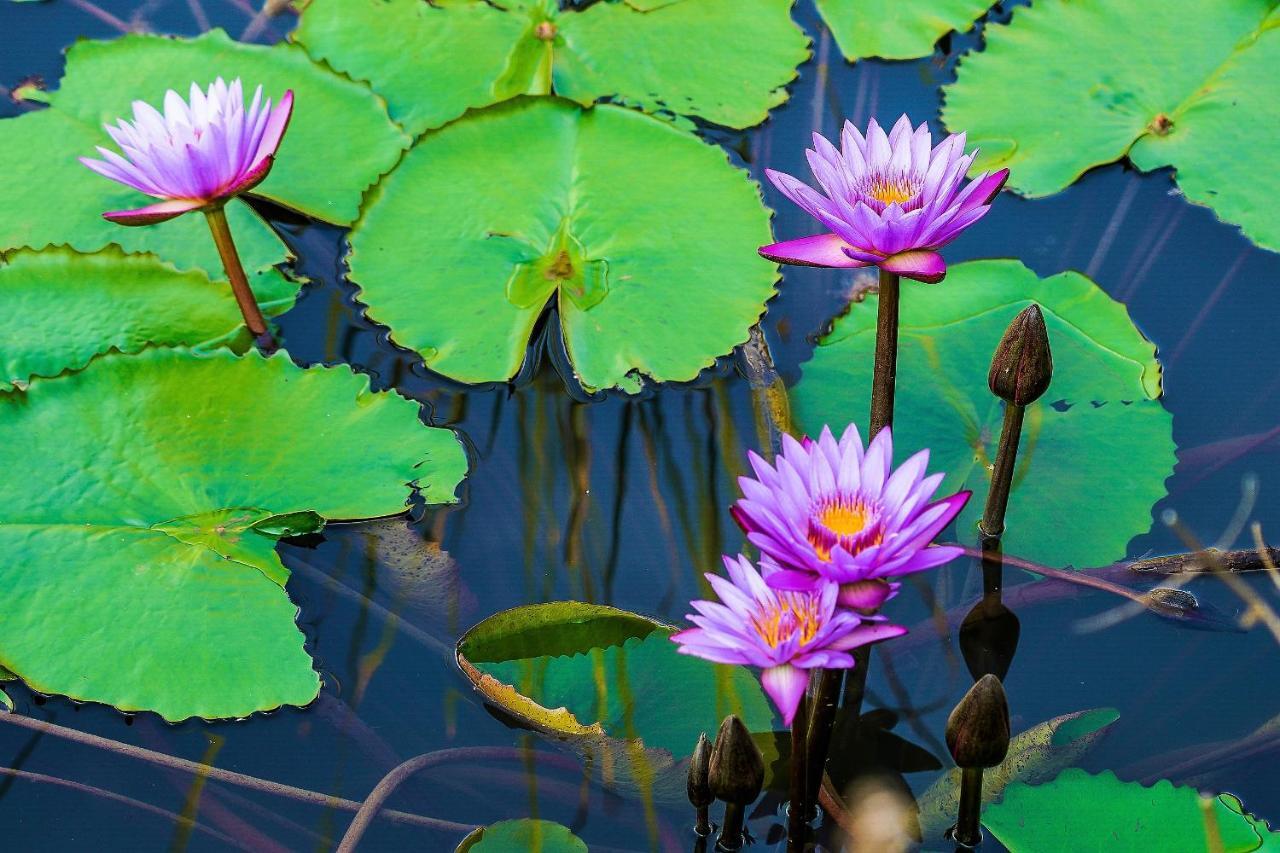 Mahagedara Wellness Retreat 호텔 Avudangawa 외부 사진